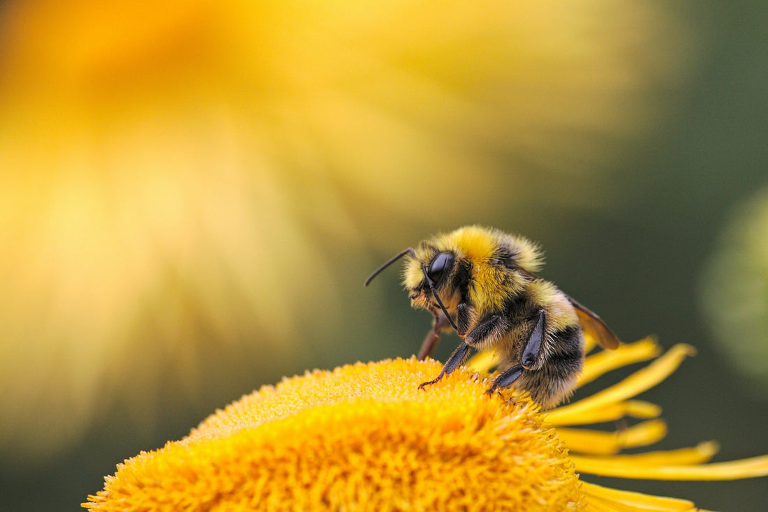 5 Facts über Bienen, die du noch nicht kennst