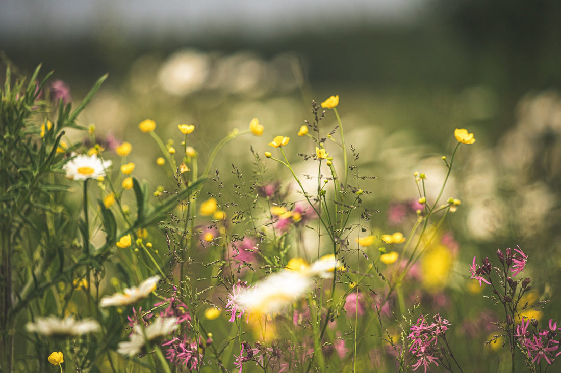 Blumenwiesenspende: Ein Update zu unserer Spendenaktion