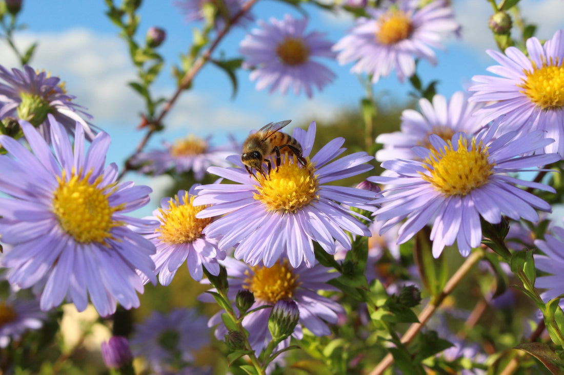 So fühlen sich Bienen in deinem Garten wohl: 6 Ideen