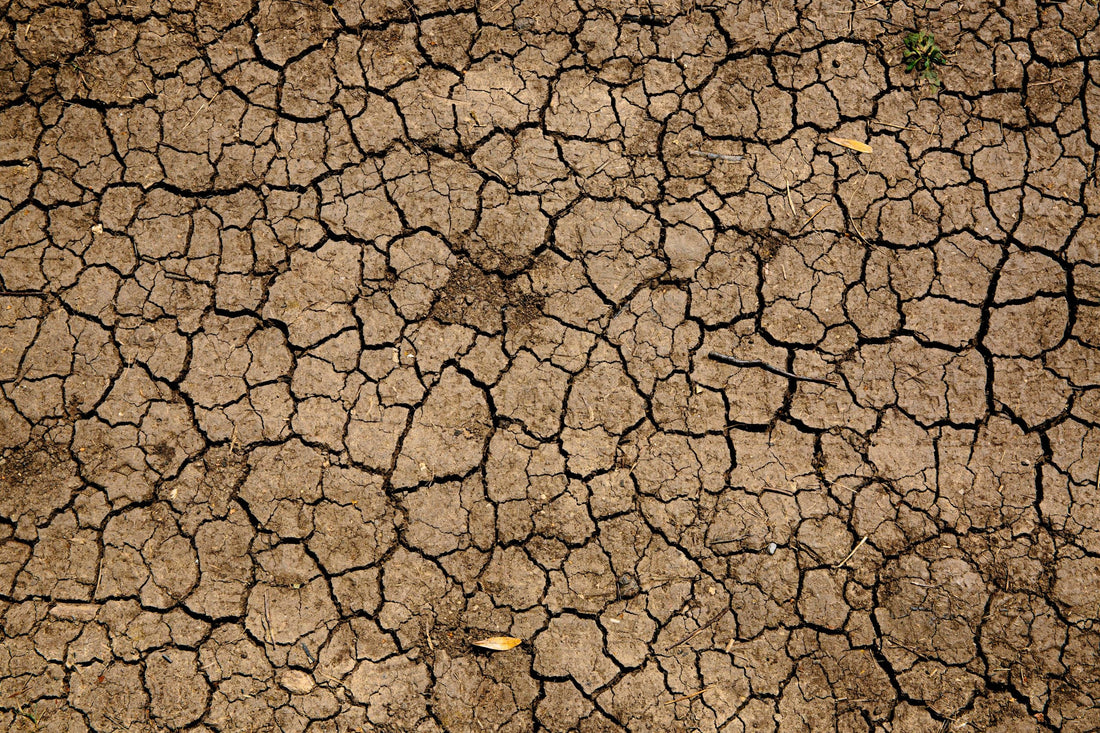 Die Klimakatastrophe verhindern: Was wir tun können
