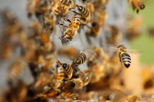 Was ist der Weltbienentag?